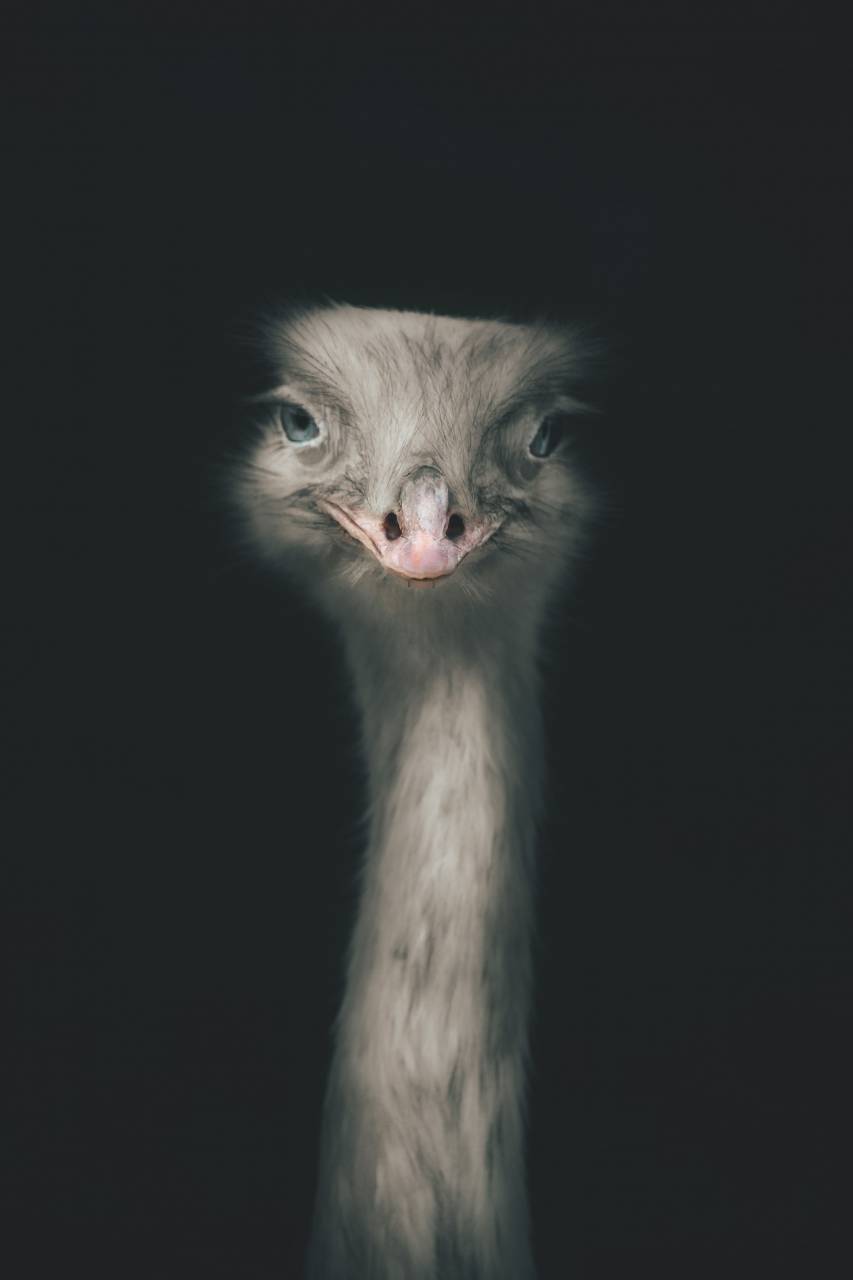 avestruz;retrato,animal,pico,primer plano,pluma,naturaleza,avestruz,cabeza de animal,lindo,retrato,mirando,granja,ojo animal,esponjoso,pájaro joven,