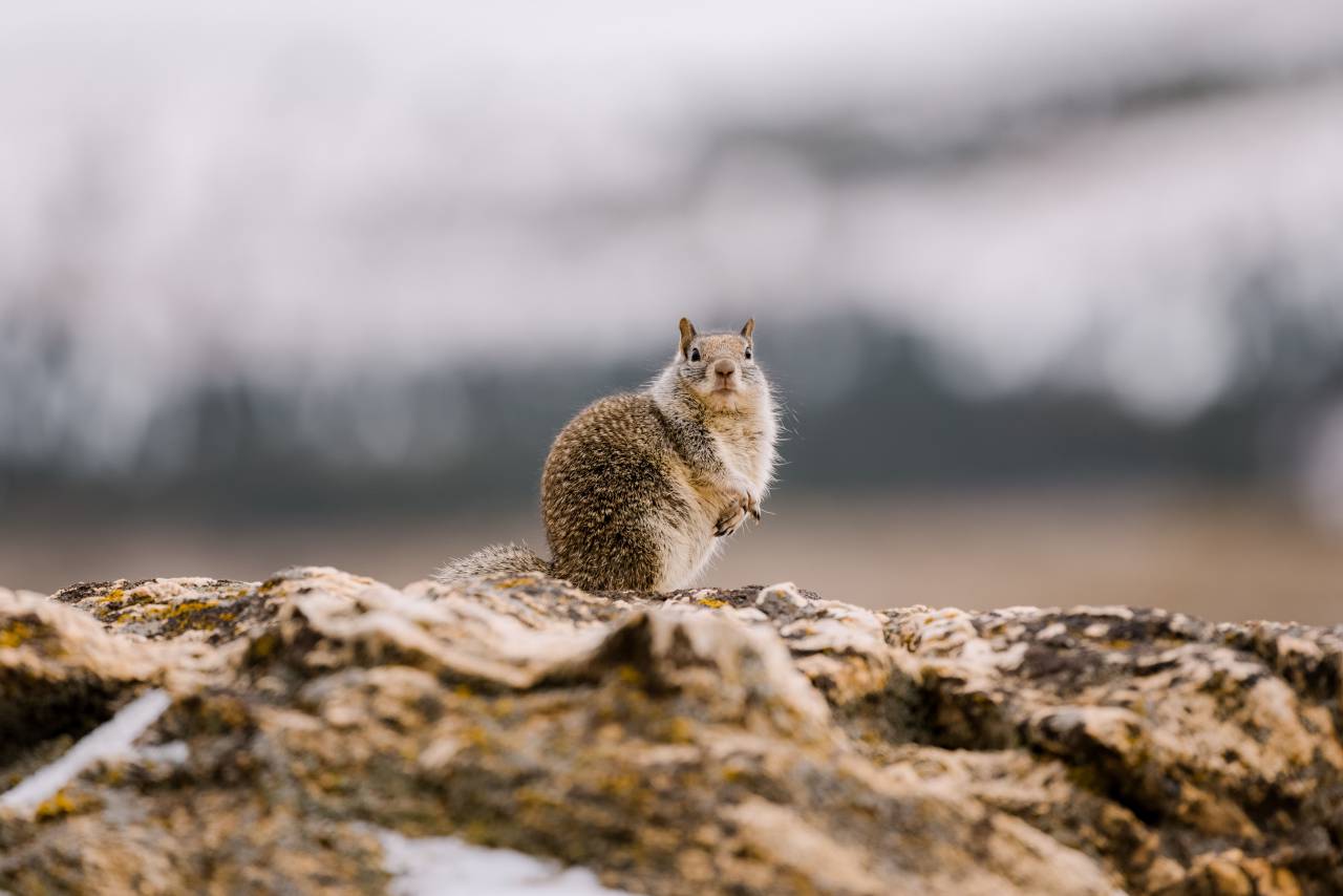 squirrel,animal,nature,mammal,outdoors,animals in the wild,fur,cute,pets,rodent,looking,one animal,small,close-up,whisker, 