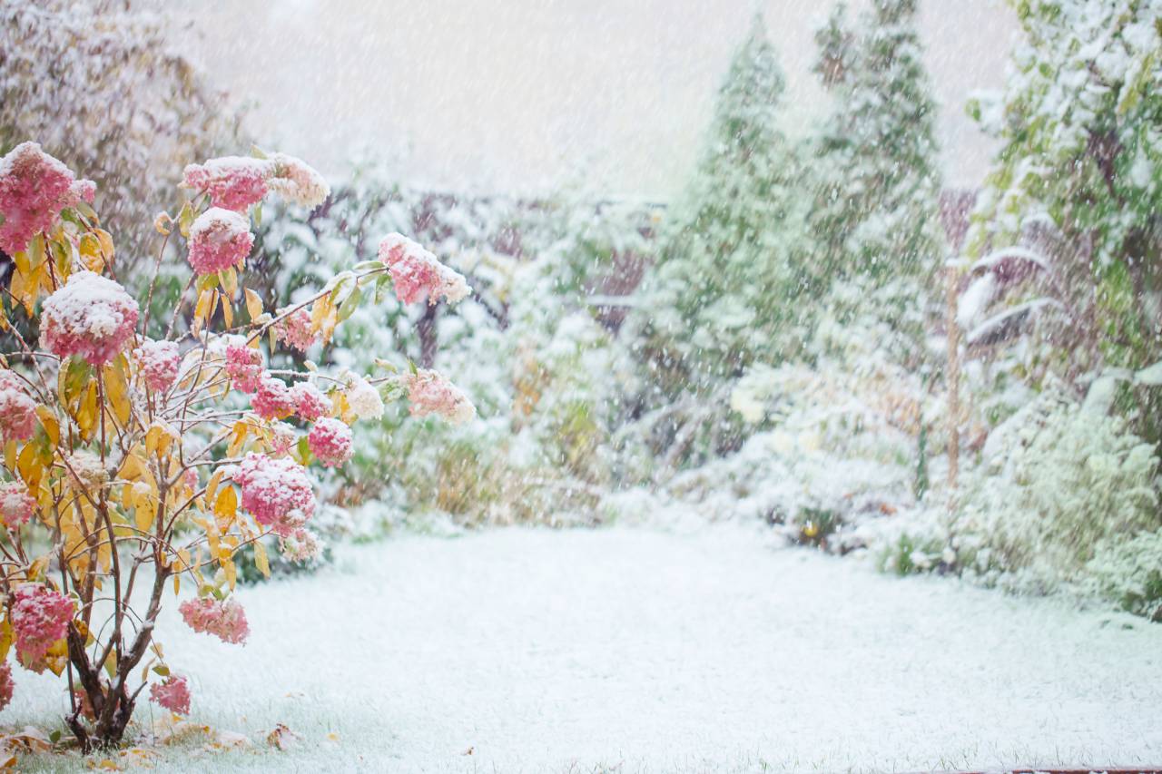 invierno;fondo;copia espacio,naturaleza,al aire libre,flor,planta,temporada,hoja,verano,árbol,flor,otoño,frescura,fondos,bosque,primer plano,la belleza de la naturaleza,cabeza de flor,amarillo,pétalo,hierba, día,
