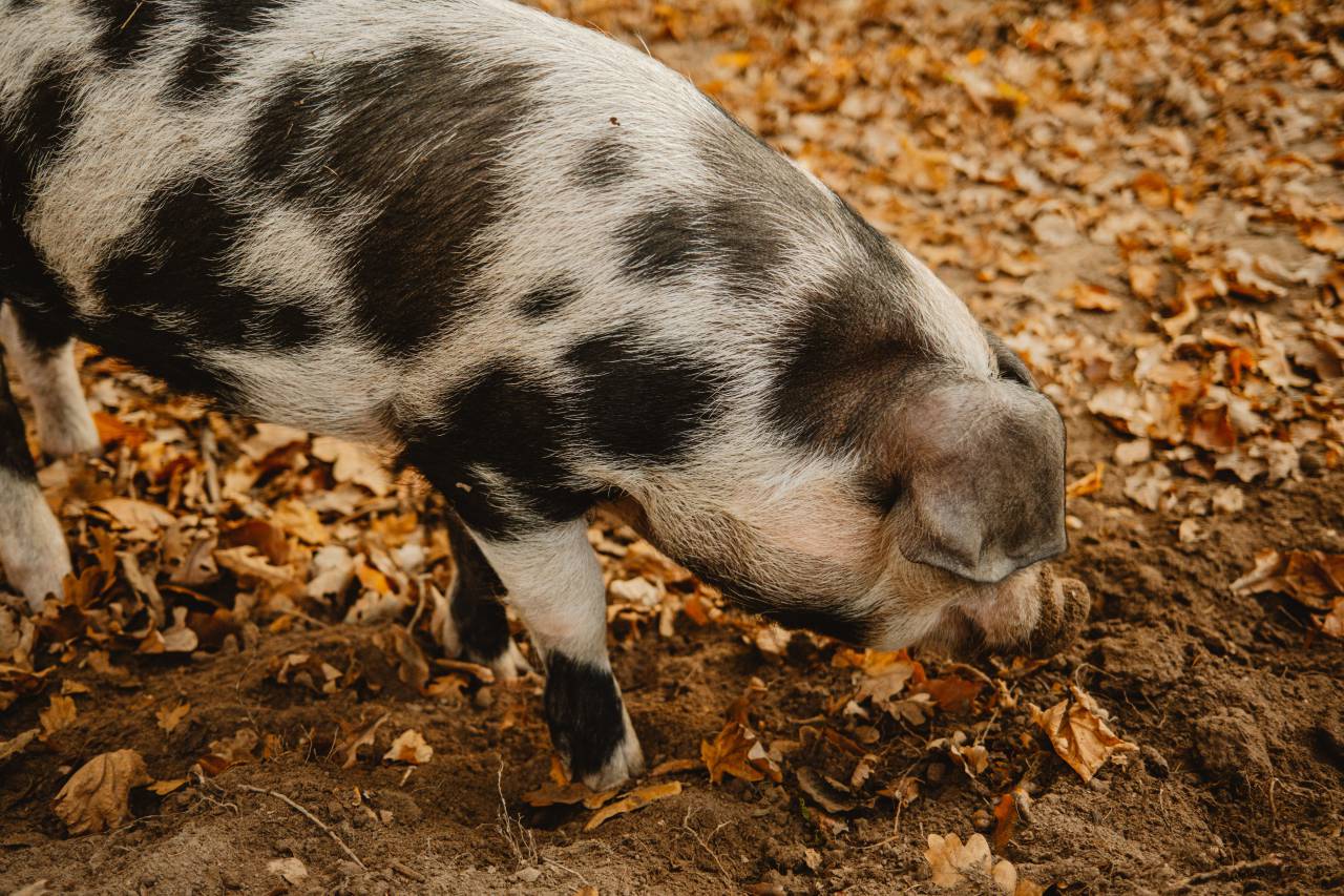 pig;eating,animal,pig,outdoors,nature,mammal,farm,livestock,domestic animals,agriculture,piglet,cute,pets,rural scene,close-up,pork,domestic pig, 