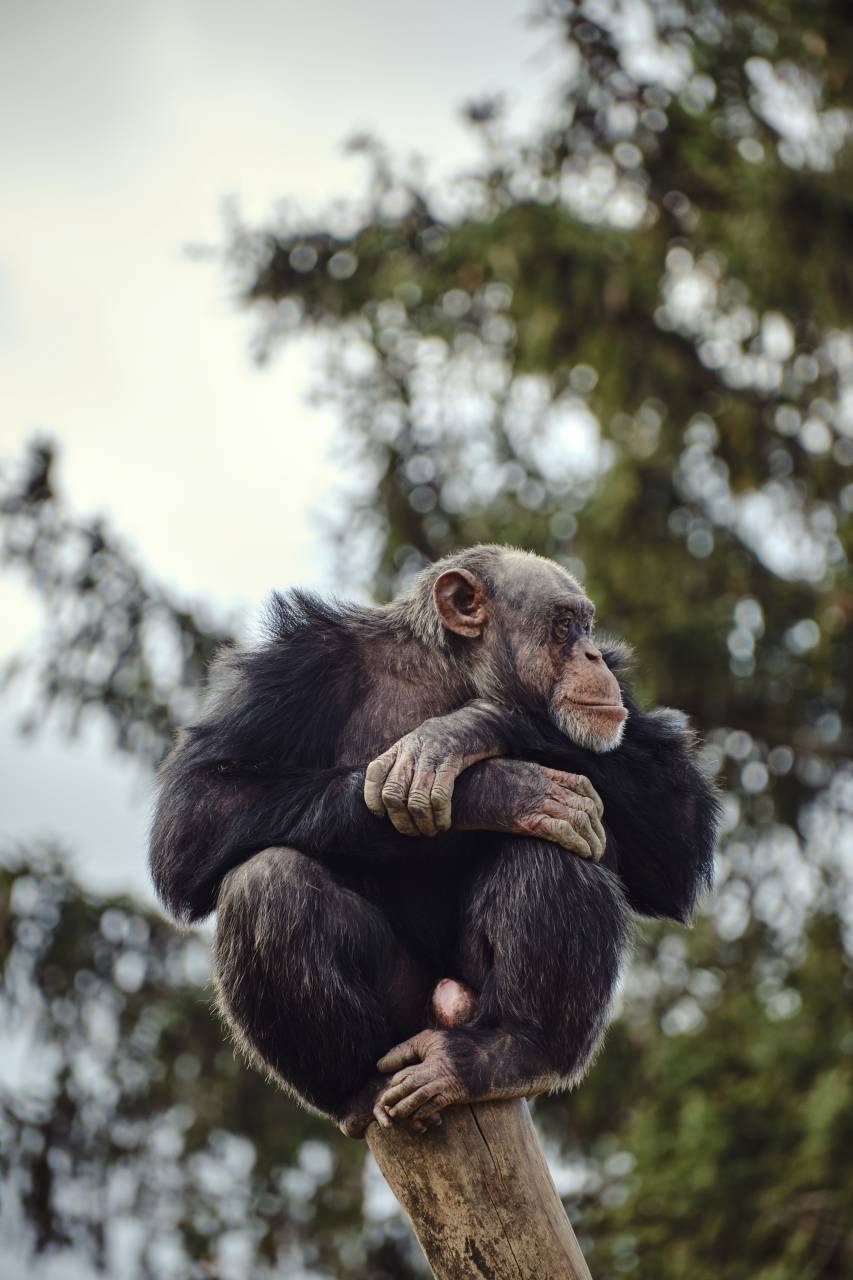 chimpanzee;monkey,animal,primate,nature,monkey,animals in the wild,mammal,outdoors,forest,tropical rainforest,endangered species,cute,africa,tree, 
