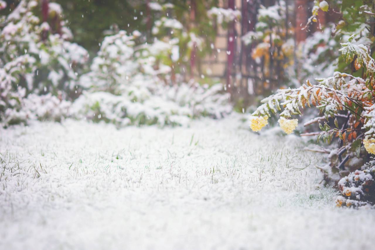 winter;background;copy space,nature,outdoors,plant,flower,season,leaf,green color,close-up,summer,freshness,beauty in nature,forest,backgrounds,tree,yellow,springtime,blossom,grass,flower head,autumn,petal,meadow, 