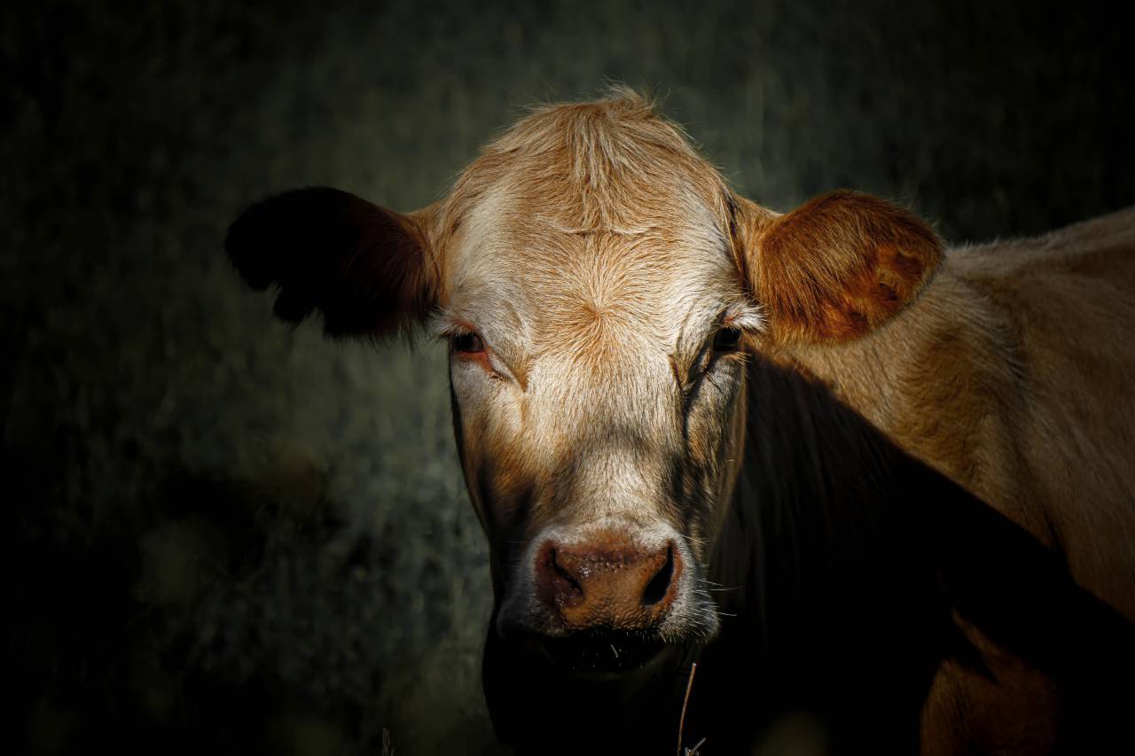cow;portrait,cow,farm,animal,cattle,rural scene,nature,agriculture,livestock,mammal,outdoors,meadow,close-up,grass,pasture,animal head,grazing,domestic animals,looking, 