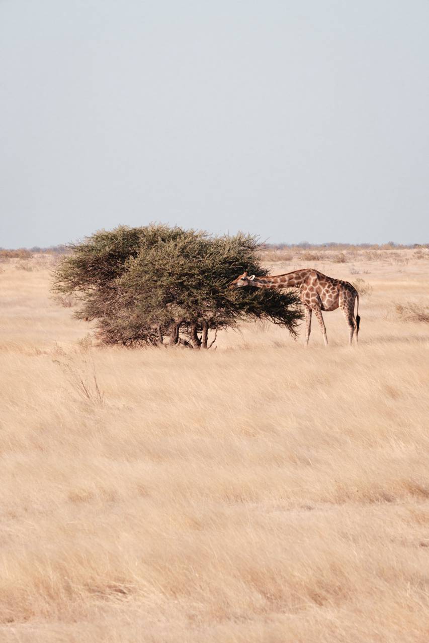 giraffe;eating;savannah,africa,nature,animal,safari,savannah,animals in the wild,safari animals,mammal,grass,landscape,outdoors,plain,wildlife reserve,wilderness area,steppe,dry,travel,sand,tree,giraffe, 