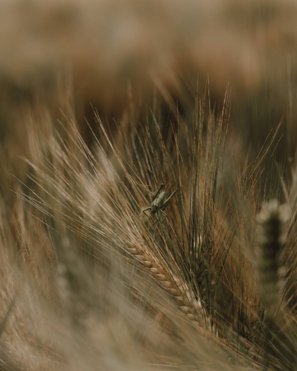cricket;wild grass,nature,agriculture,close-up,outdoors,summer,wheat,plant,rural scene,farm,meadow,growth,macro,backgrounds,yellow,cereal plant,season,grass,seed,animal, 