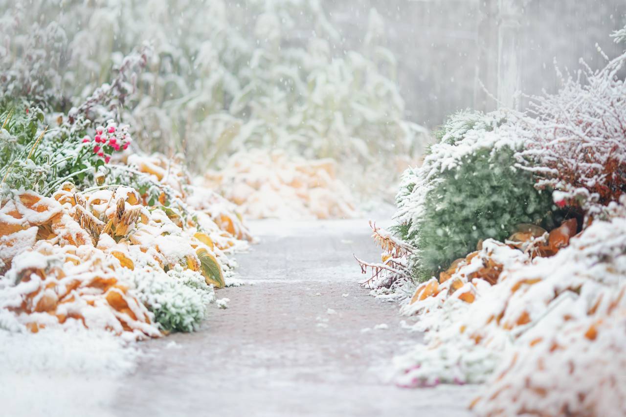 invierno;fondo;espacio de copia;ruta,naturaleza,nieve,al aire libre,invierno,temporada,bosque,árbol,planta,escarcha,animal,