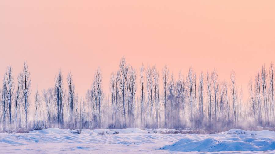 paisaje, invierno, cielo, rosa, naturaleza, nadie, pino, nieve, frio, 