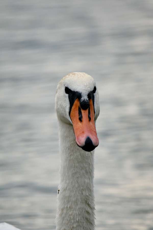 beak, close-up, eyes, feather, head, swan 