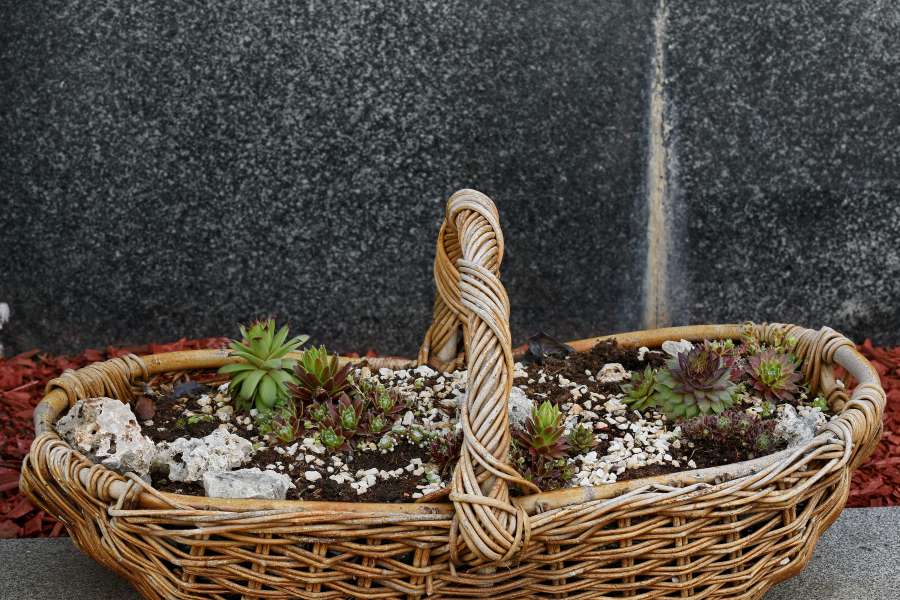 cactus, wicker basket, nature, flora, ?food? 