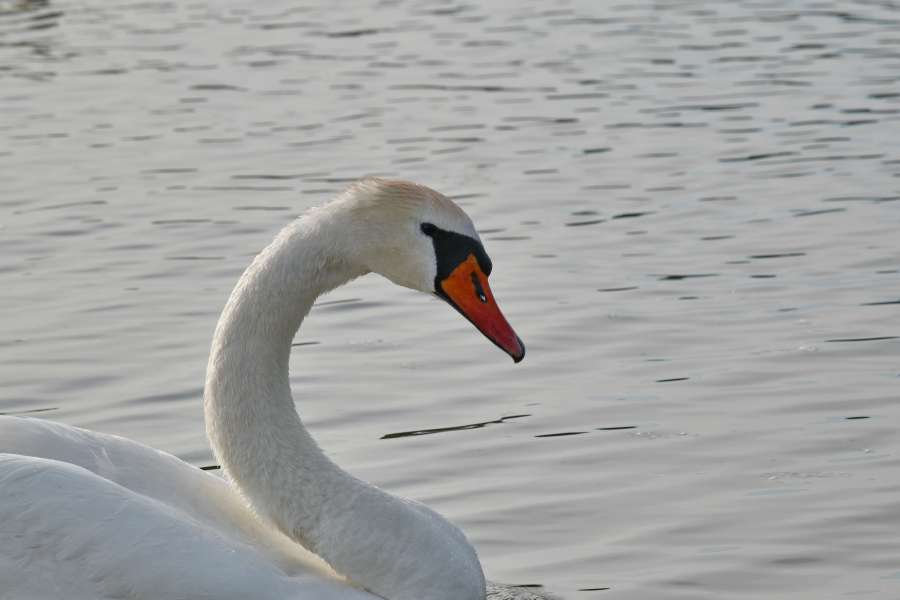 neck, ornithology, bird, waterfowl, wildlife 