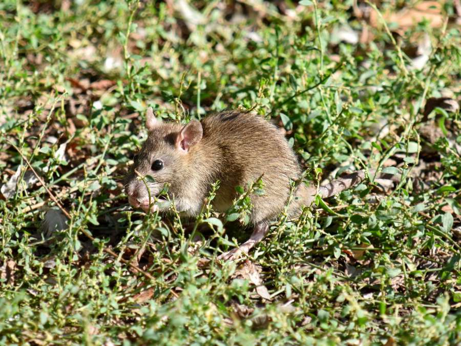 mouse, wild, rodent, nature, wildlife 