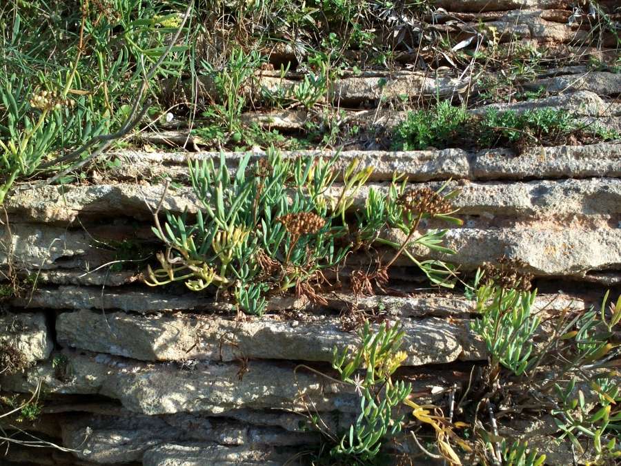 rocks, erosion, nature, plants
