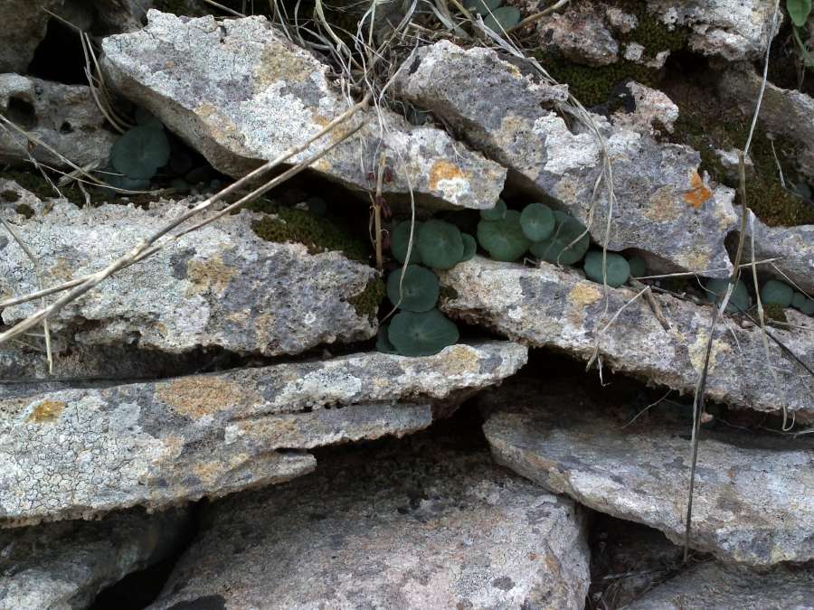 plants, wall, stones, rock, nature,
