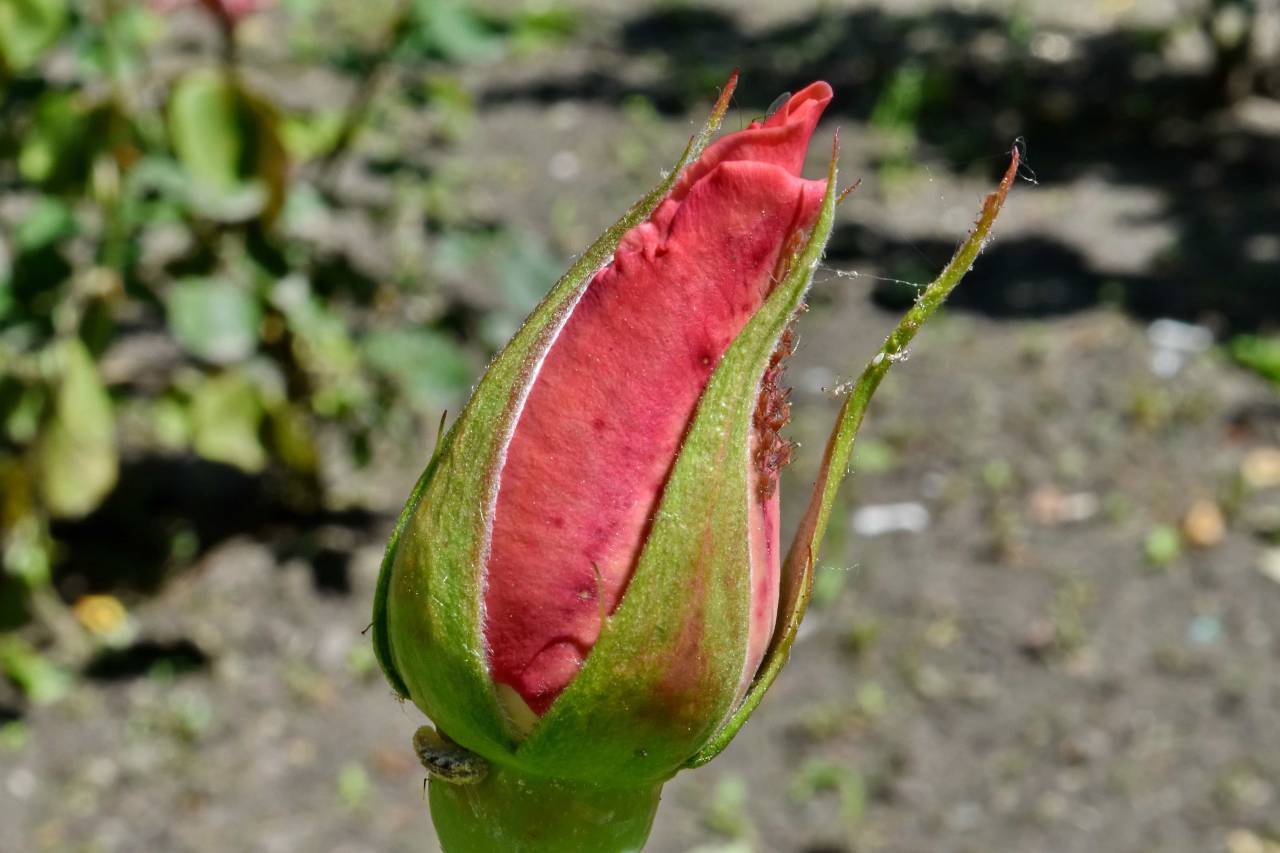 oruga, insecto, flor, hoja, flora