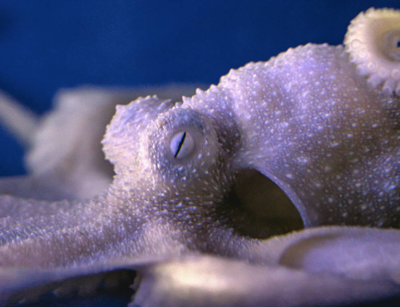 Octopus, Ocean, Closeup, MarineLife, Underwater, SeaCreatures, Tentacles, Marine, Aquatic, Coral, DeepSea, Wildlife, Oceanography, Nautical, Nature, 