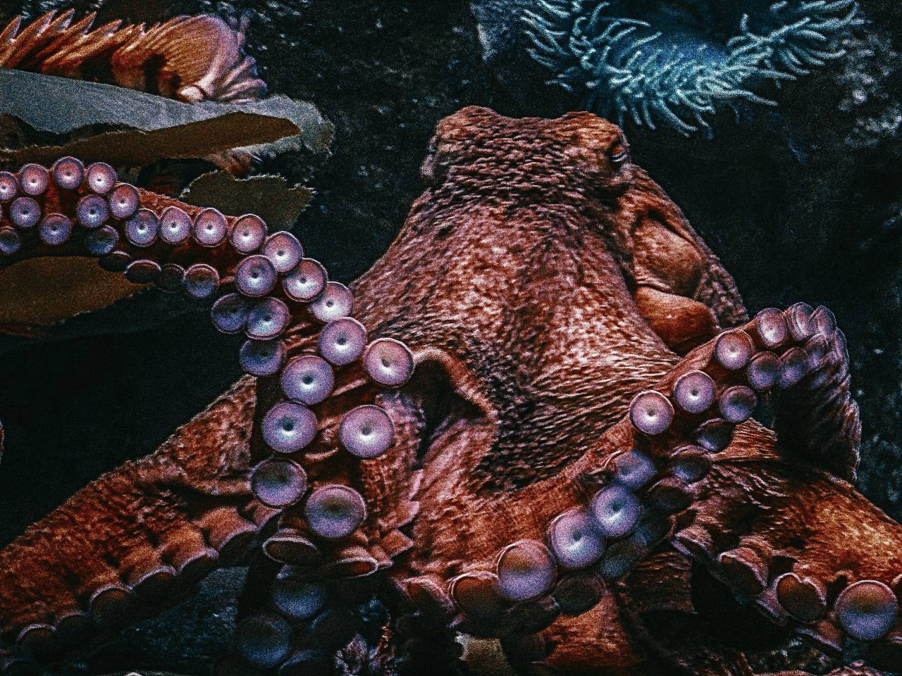 Pulpo, Océano, Primer plano, Vida marina, Bajo el agua, Criaturas marinas, Tentáculos, Marino, Acuático, Coral, Mar profundo, Vida salvaje, Oceanografía, Náutico, Naturaleza, Fondos de pantalla 4k, Fondos de pantalla HD, 