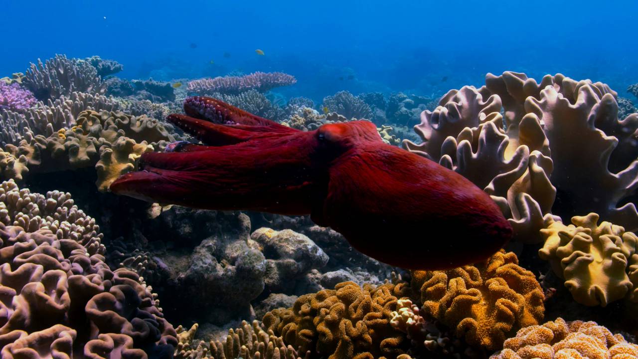 Octopus, Ocean, Closeup, MarineLife, Underwater, SeaCreatures, Tentacles, Marine, Aquatic, Coral, DeepSea, Wildlife, Oceanography, Nautical, Nature, 