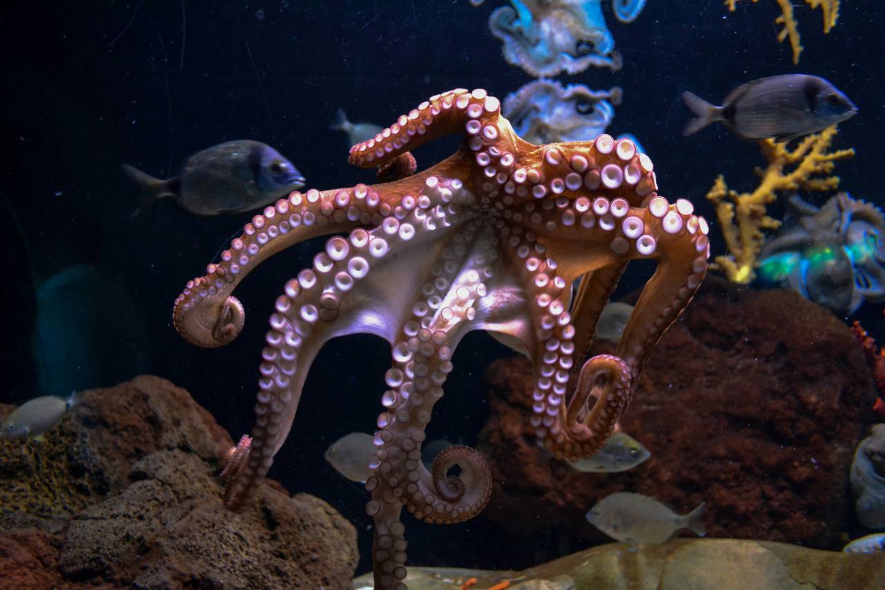 Octopus, Ocean, Closeup, MarineLife, Underwater, SeaCreatures, Tentacles, Marine, Aquatic, Coral, DeepSea, Wildlife, Oceanography, Nautical, Nature, 