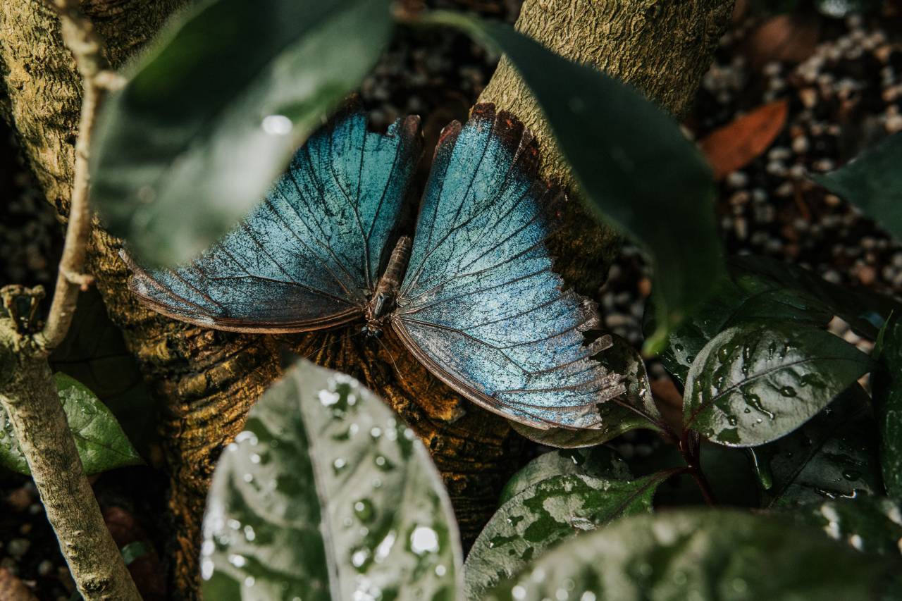nature, blue, forest, butterfly, fly, insect, colorful, wing, background, natural, summer, closeup, animal, wildlife, beauty, beautiful, garden, tropical, detail, macro, pretty, color, white, spring, plant, pattern, wild, flower, outdoor, grass, bug, black, delicate, light, small, biology, single, brown, environment, design, resting, hot, bright, vibrant, green, 