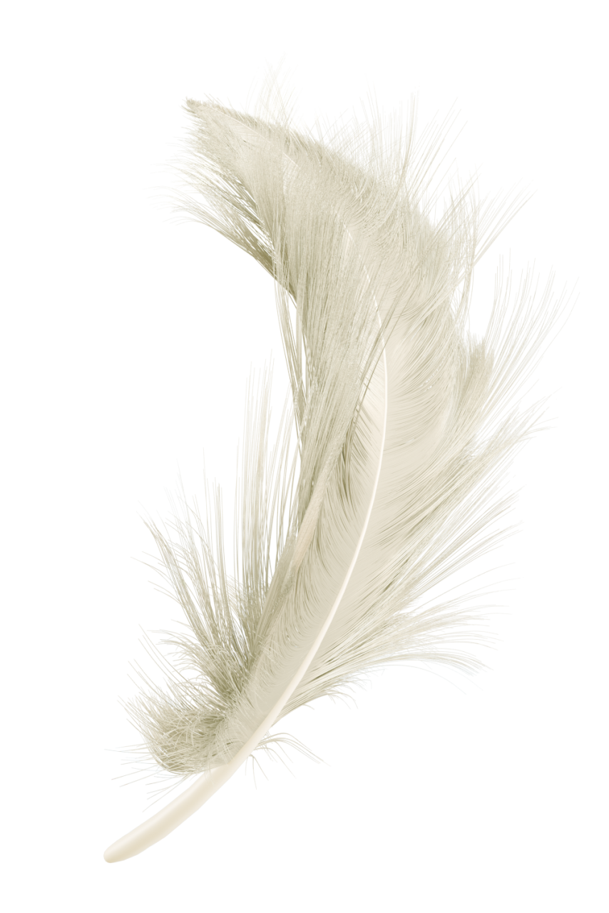 🥇 Image of close-up feather feather nature macro overlay animal - 【FREE ...