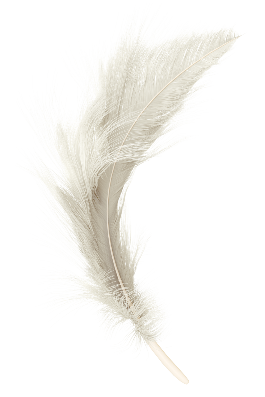  feather,overlay,feather,close-up,animal,nature,isolated,single object,fragility,white background,quill pen,fluffy,macro