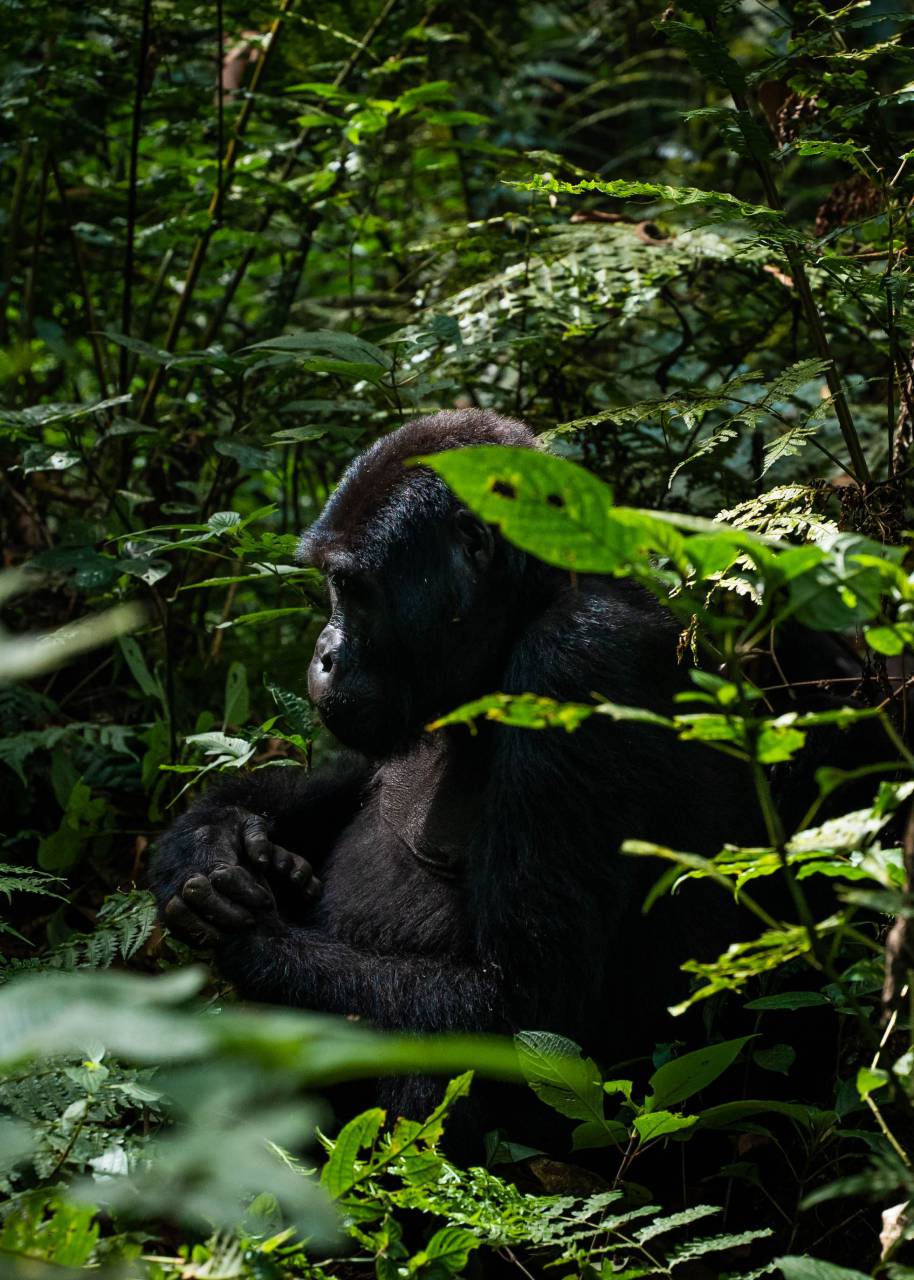 gorilla;jungle,animal,nature,primate,endangered species,animals in the wild,tropical rainforest,monkey,forest,mammal,outdoors,africa,green color,tree,tropical climate, 