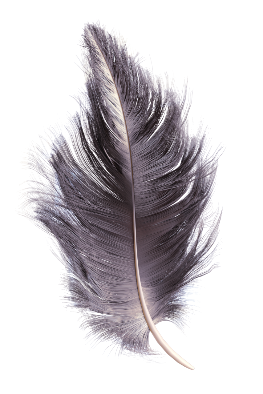 🥇 Image of feather close-up macro overlay feather animal nature - 【FREE ...