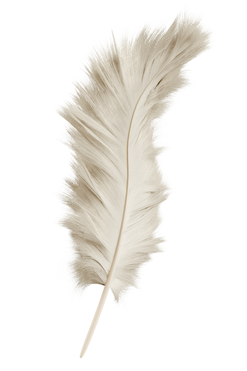  feather,overlay,close-up,feather,nature,animal,single object,macro,backgrounds,black background,fragility,quill pen