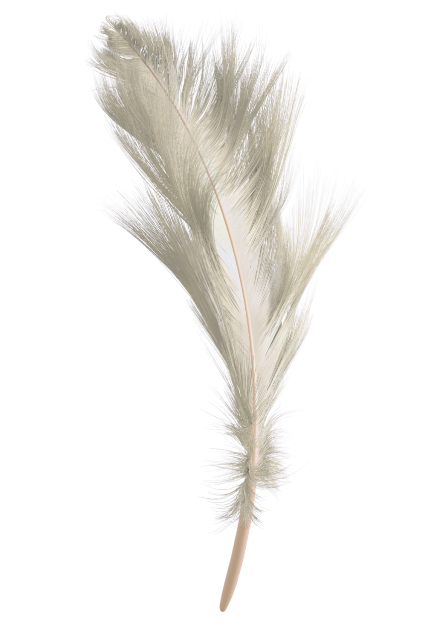pena,sobreposição,pena,natureza,decoração,planos de fundo,padrão