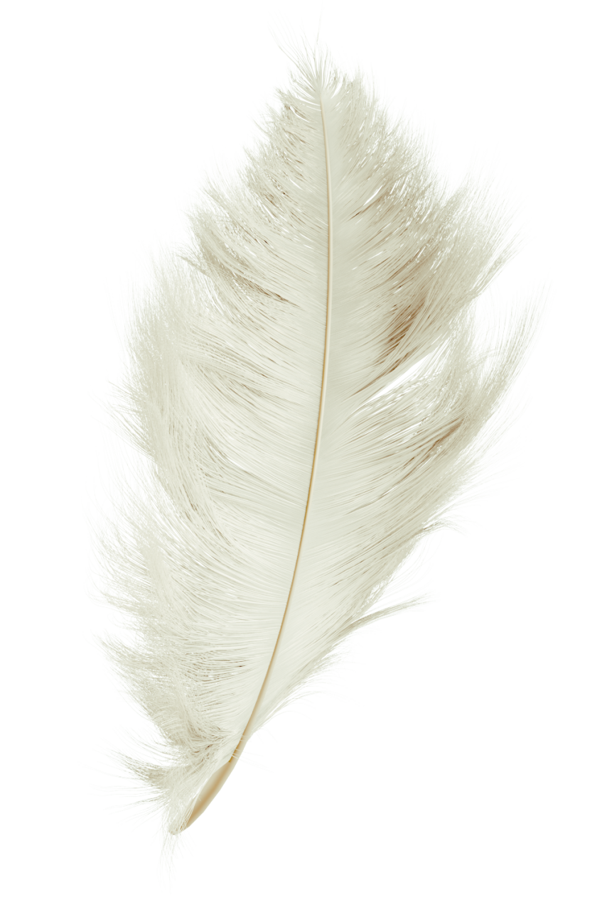  feather,overlay,feather,close-up,animal,nature,single object,fragility,macro,quill pen,pattern