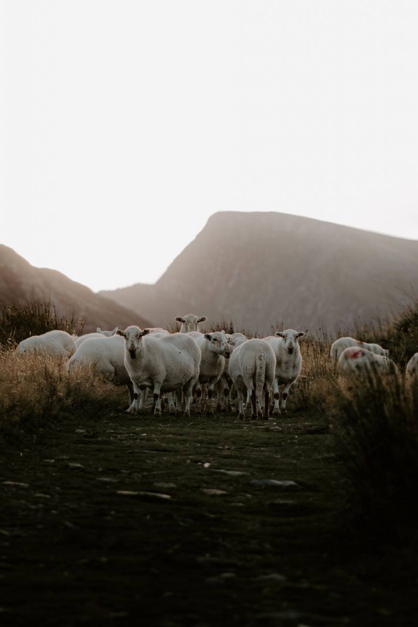 ovejas, rebaño, granja, naturaleza, paisaje, animal, montaña, agricultura, ganado, rebaño, rural, agricultura, colina, campo, pasto, campo, al aire libre, tierras de cultivo, puesta de sol, temporada, luz solar, fondo, viajes, pastor,