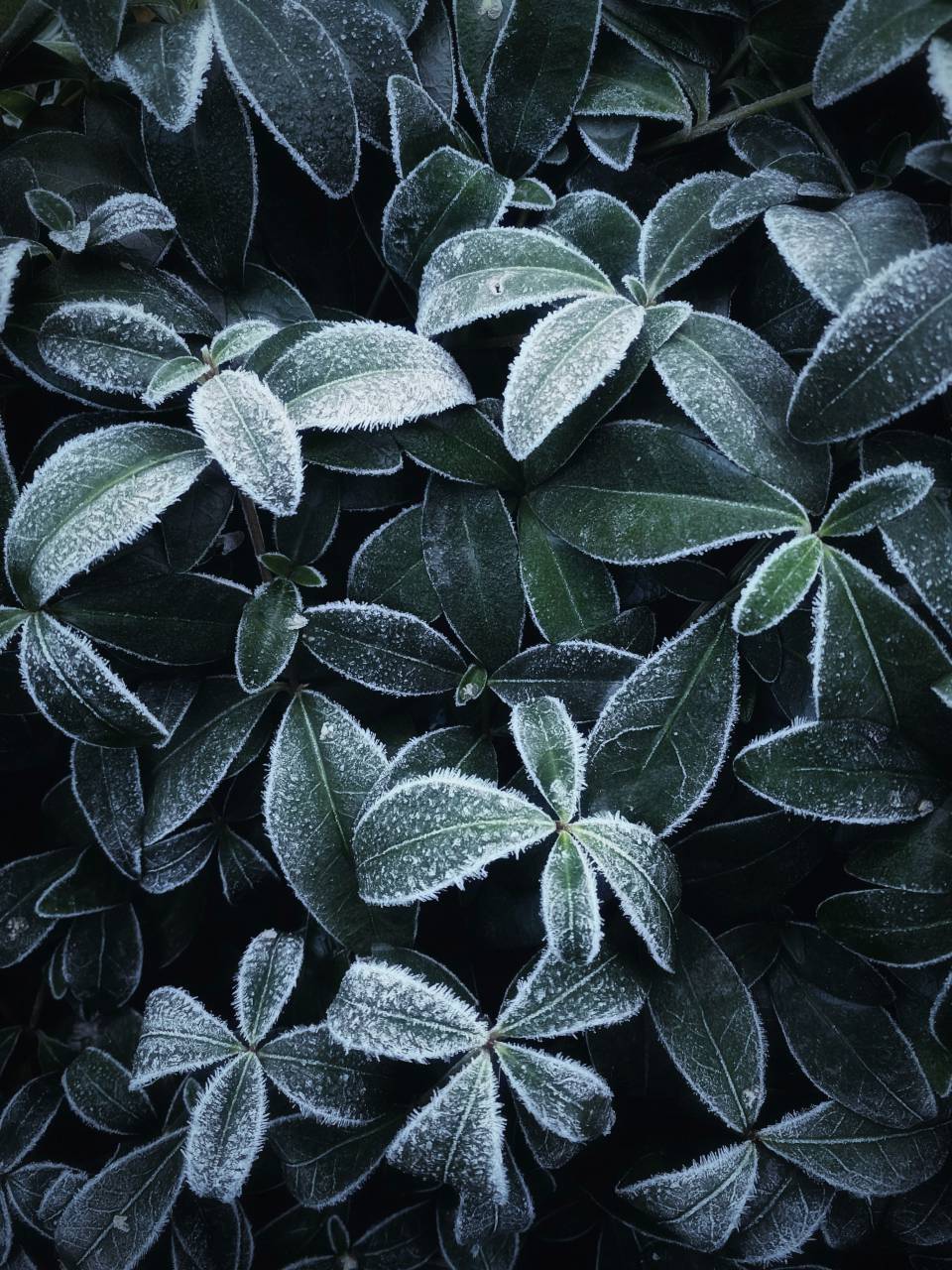 fondo, congelado, frío, natural, hielo, hoja, naturaleza, invierno, nieve, fresco, azul, abstracto, planta, hojas, blanco, verano, publicidad, escalofrío, patrón, refrescante, textura, fresco, plantilla, temporada, al aire libre, Macro, heladas, producto, hermosa, closeup, otoño, escena, clima, follaje, brillante, concepto, belleza, suave