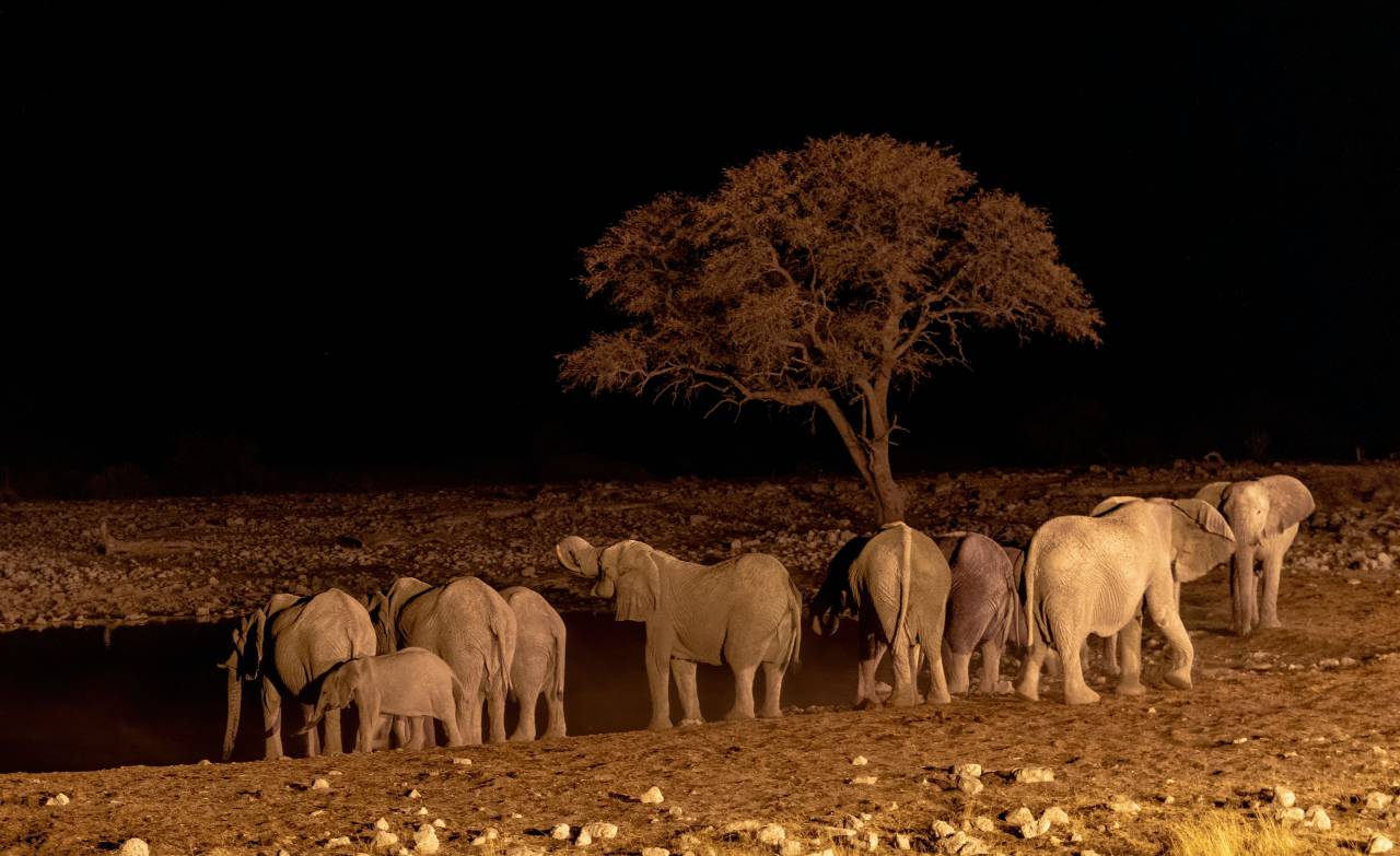 áfrica, manada, africano, mamífero, elefante, animal, salvaje, vida silvestre, naturaleza, safari, tronco, viaje, nacional, grande, grupo, sabana, paisaje, elefantes, familia, desierto, reserva, kenia, grande, parque, orejas, tanzania, elefante africano, hierba, sabana, colmillo, parque nacional, hermoso, natural, animales, fondo, panorama, horizontal, al aire libre, botswana, paisaje, serengeti,
