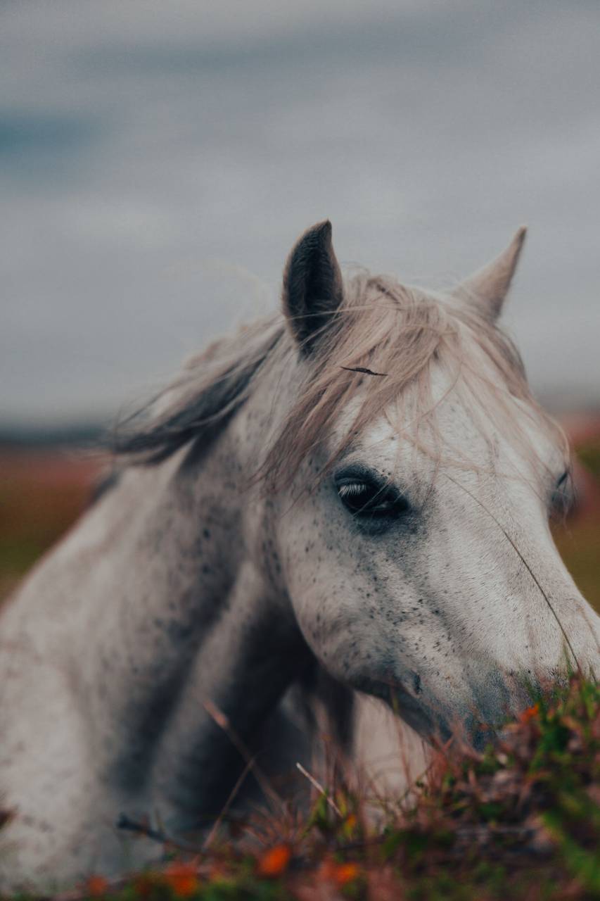 white horse,animal,nature,horse,outdoors,farm,stallion,mammal,grass,meadow,mare,animal head,pasture,rural scene,mane,close-up,ranch,summer,beauty in nature,domestic animals,livestock,one animal,cute, 