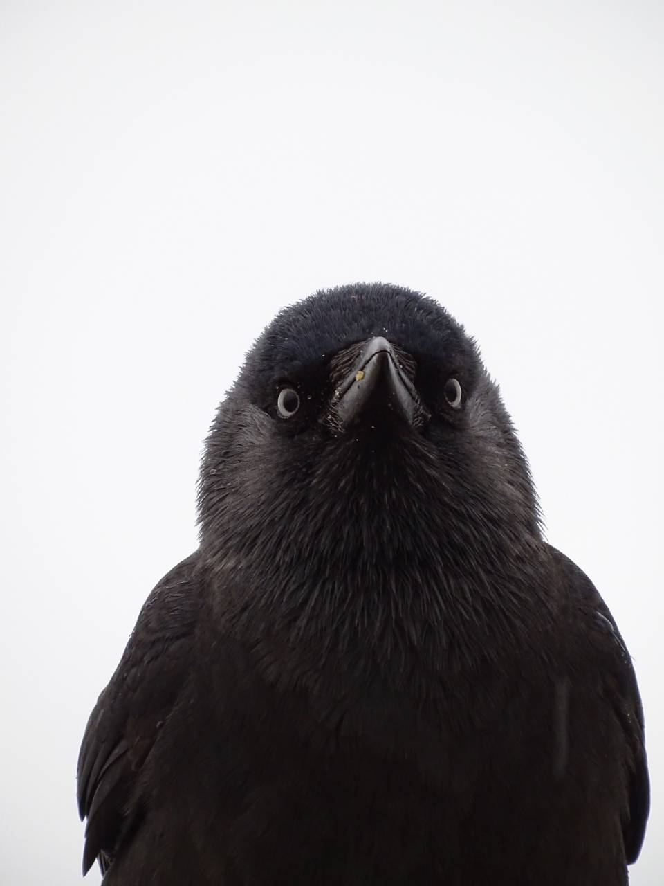 portrait, raven, black, bird, nature, animal, crow, wild, wildlife, dark, outdoor, mystery, one, northern raven, black and white, 