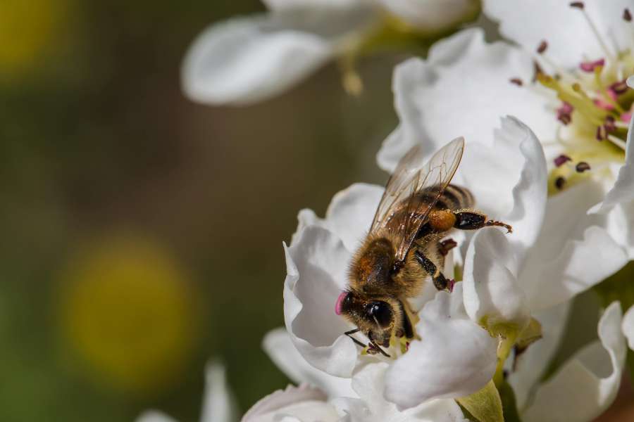 abeja, insecto, artrópodo, polen, naturaleza