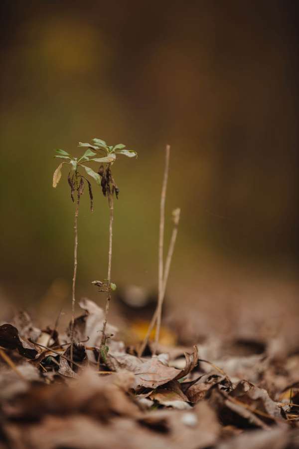botánica, detalle, enfoque, hierba, hojas, primavera