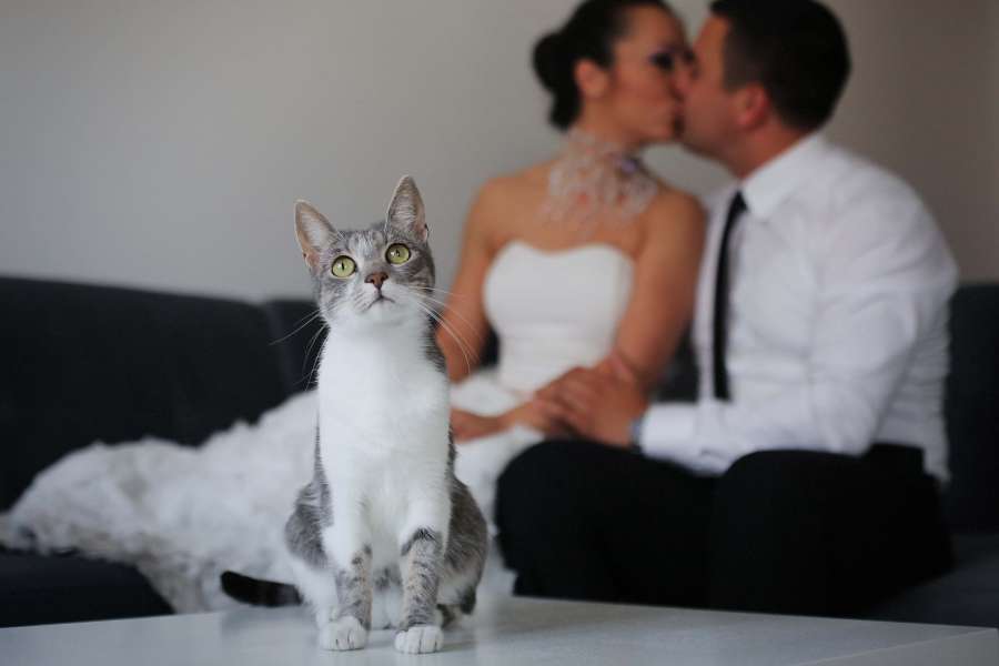 gato doméstico, adorable, novia, glamour, beso