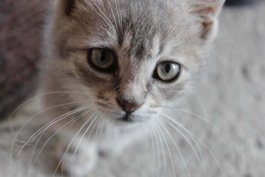 domestic cat, grey, whiskers, adorable 