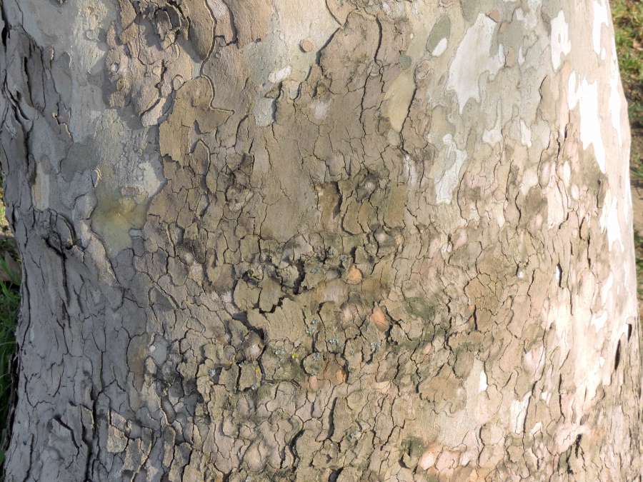 cortex, tree, surface, rough, ?texture?, dirty 
