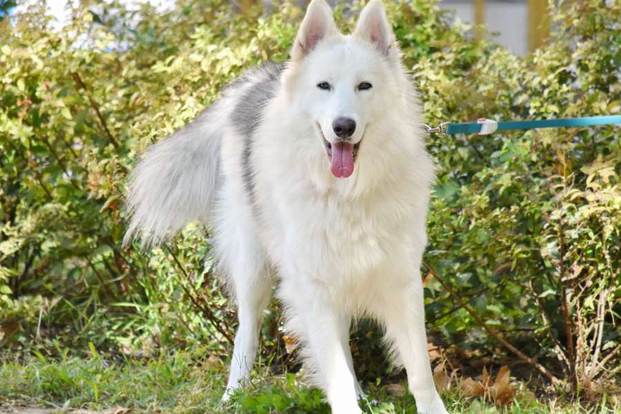 adorable, furry, garden, husky, pedigree 