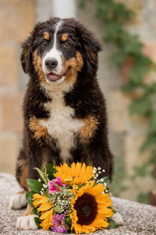 scottish sheepdog, shepherd dog, bouquet 