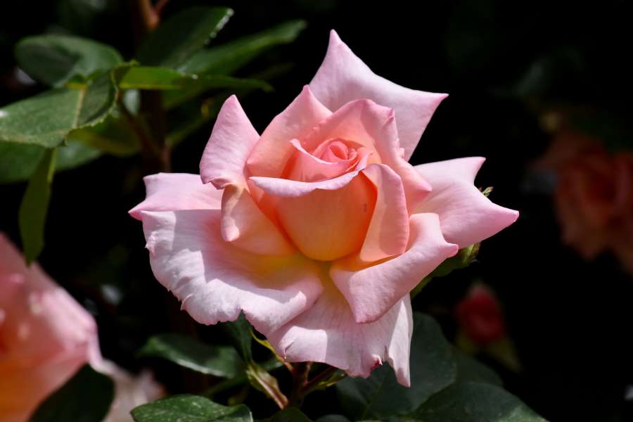 elegante, jardín de flores, rosado, rosas