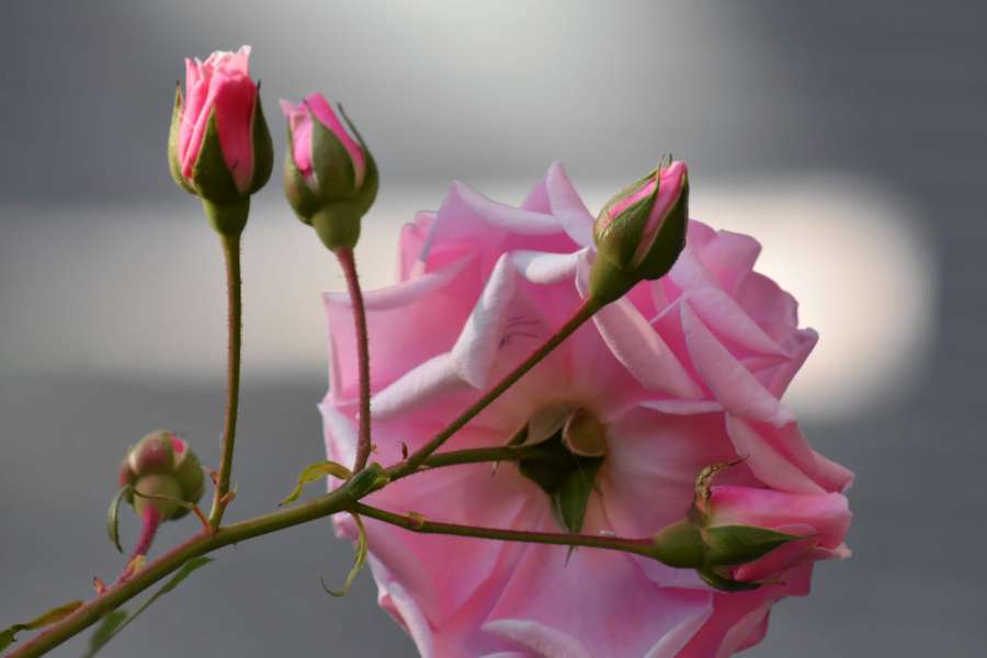 flower bud, flower garden, pinkish, roses 