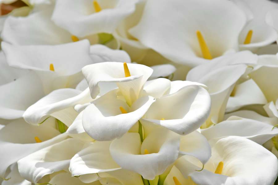 elegance, pistil, white flower, white 