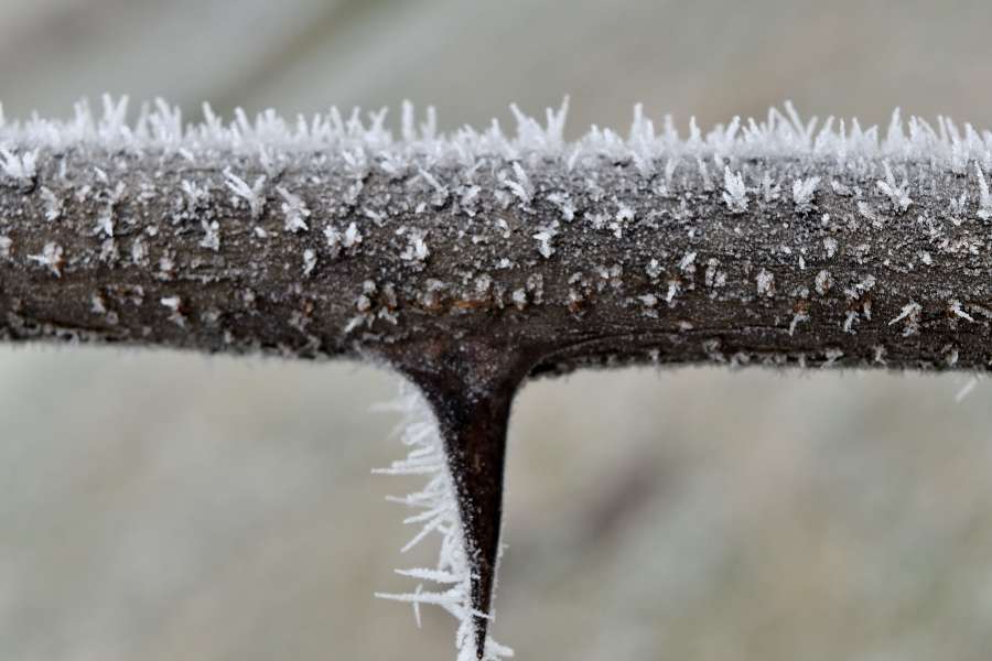 close-up, detail, frost, frozen, macro 