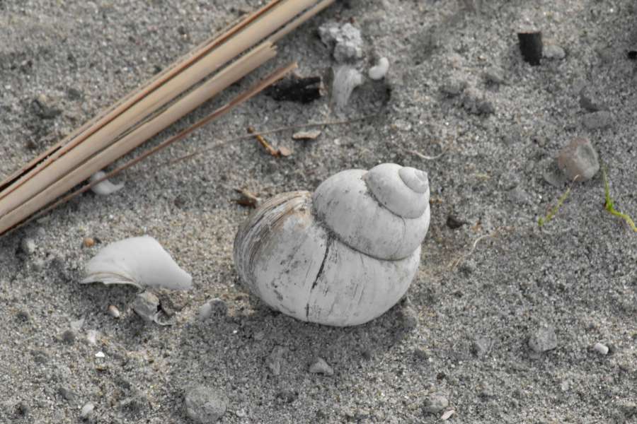 mollusk, gastropod, sand, nature, ground 