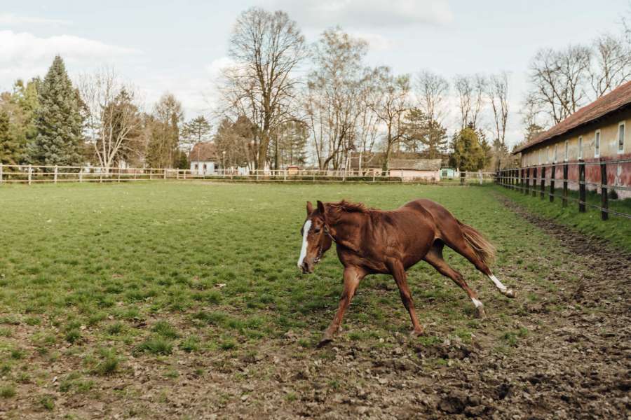 horse racing, ranch, running, stallion 