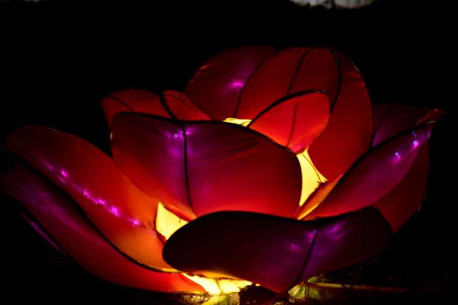 flower, illuminated, lamp, light, purplish 