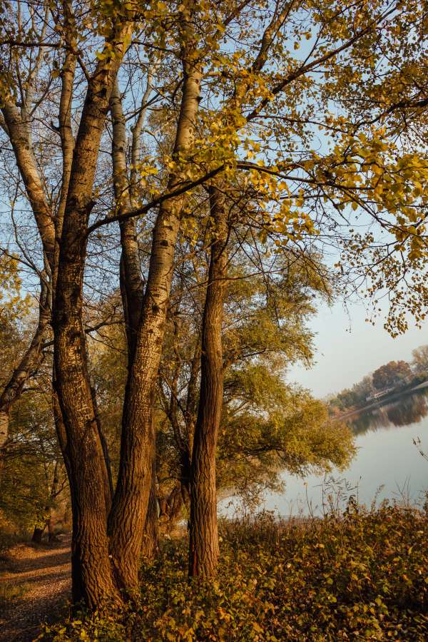 poplar, lakeside, autumn, forest, ?landscape? 